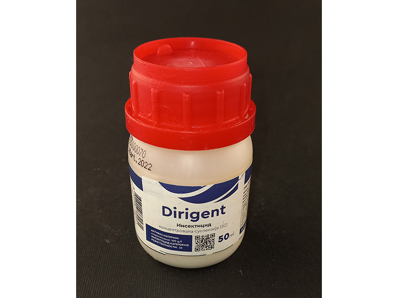 Dirigent